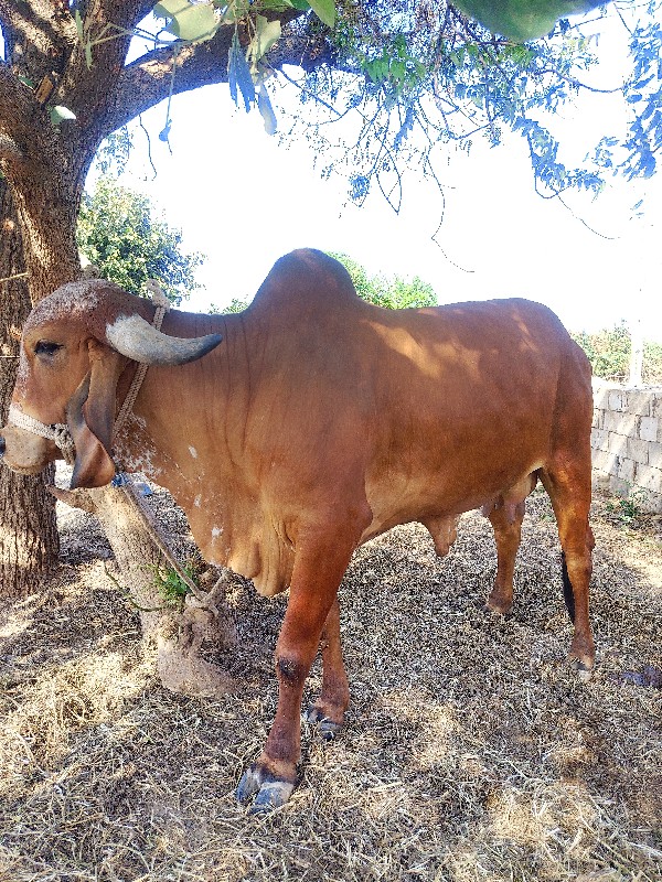 ગાય વેચવાની છે