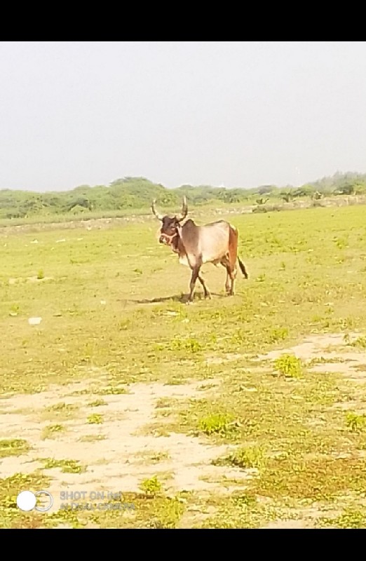 ઘોધલો વેસવા નો...