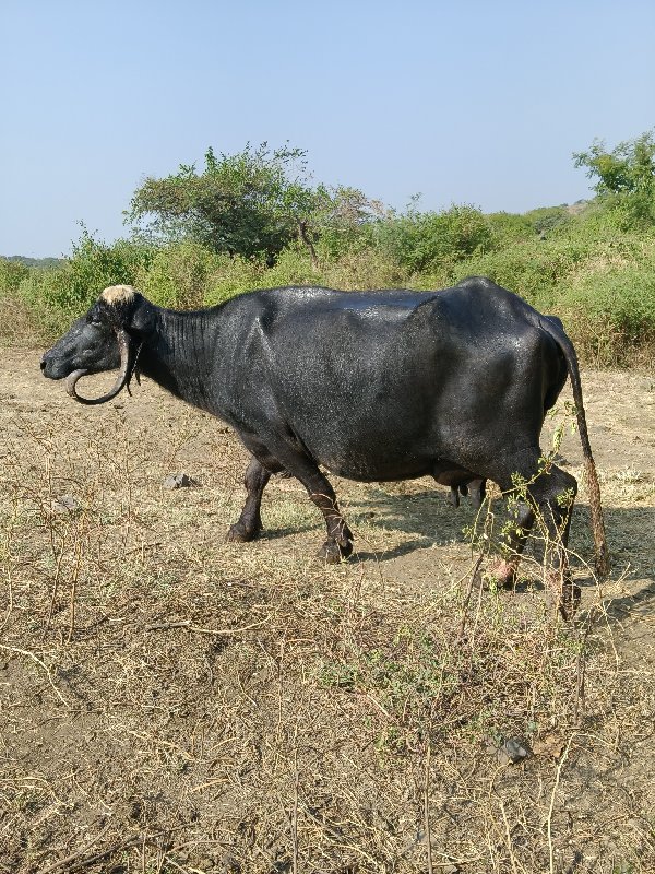 ભેંસ વેચવાની છે