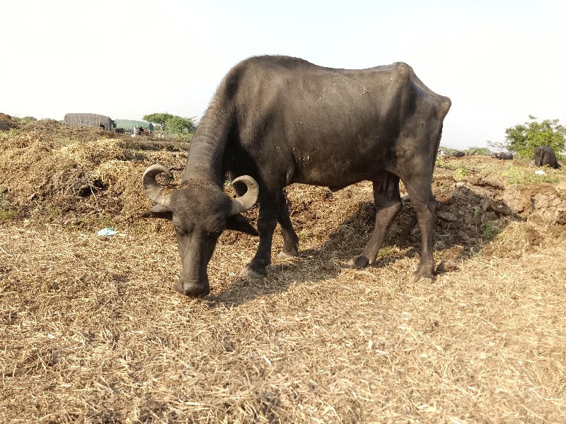 ભેંસ વેચવાની છે