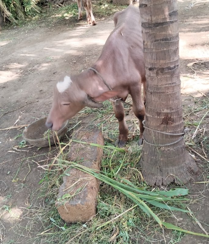 વેચવાના છે