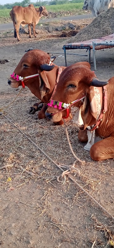 અરવિંદ દેવીપુજક