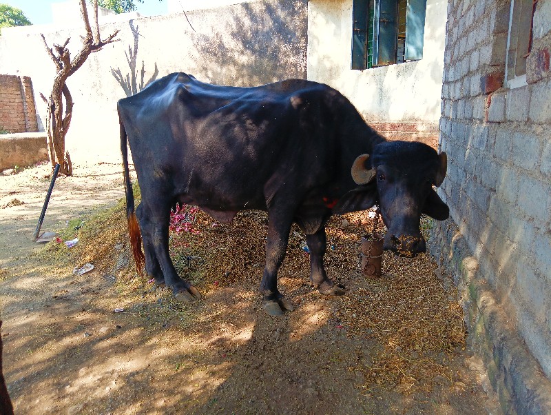 ગામ કોટડા સાંગા...