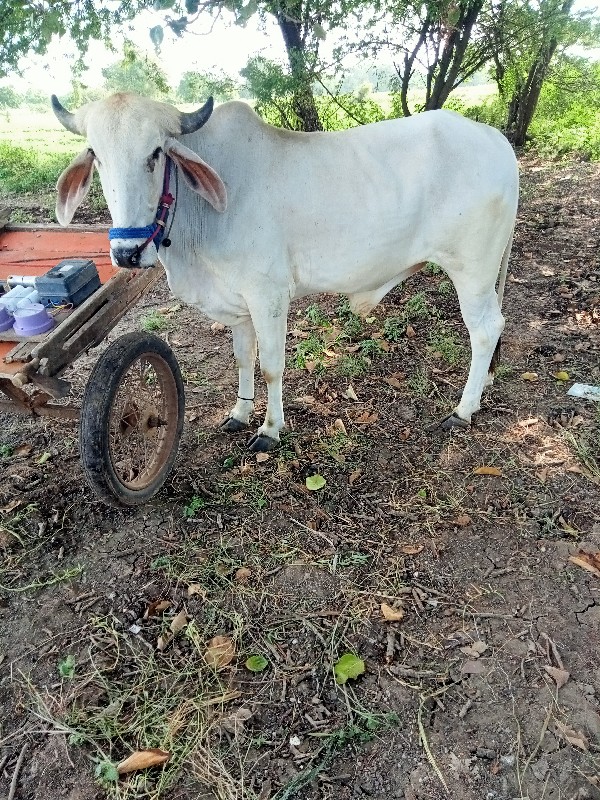 આ વો ગોઢલો લેવો...