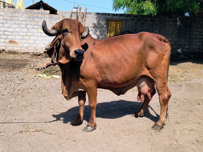 વાછડો વેચવા નો...