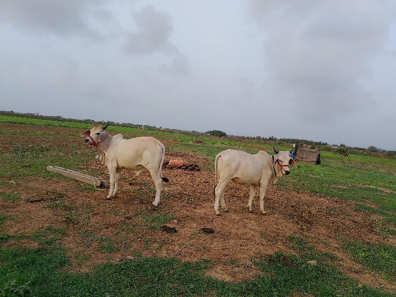 સાવ સોજા