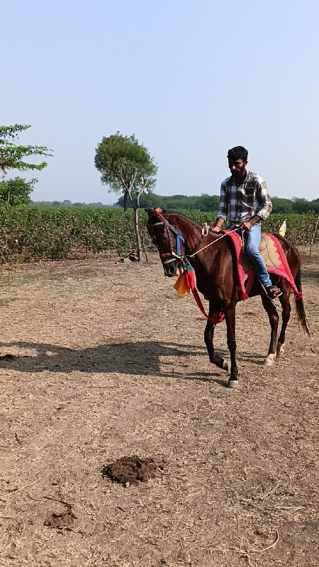 ghodi na sata k...