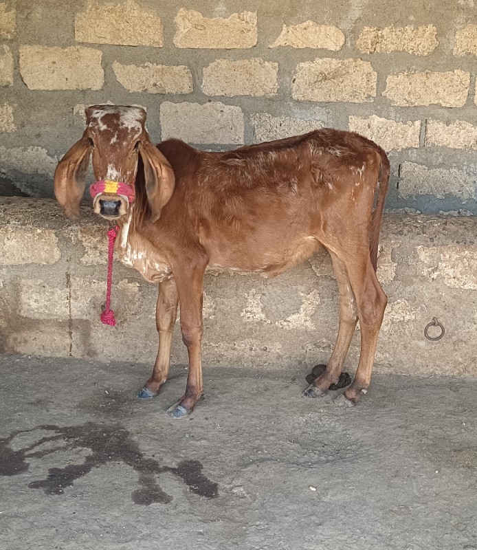 વાછડી વેચવાની છ...