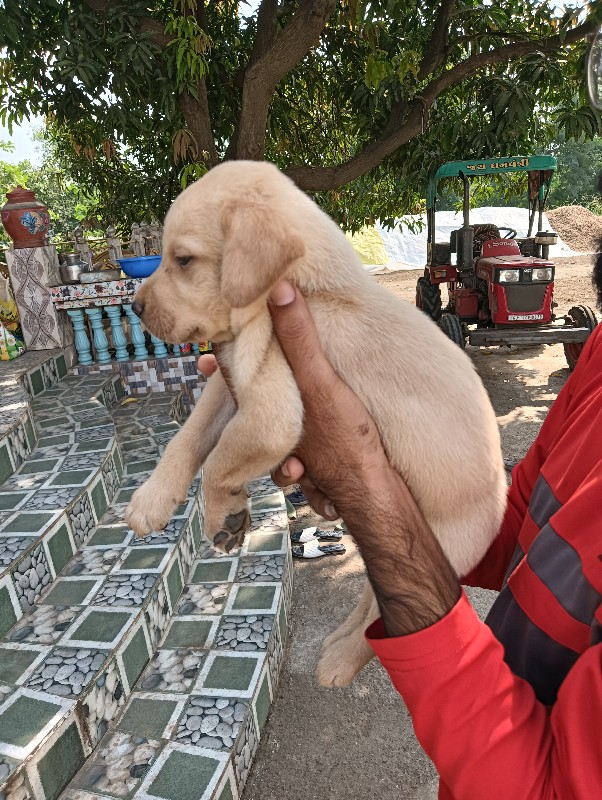 લેબ મેલ ફિમૈલ વ...