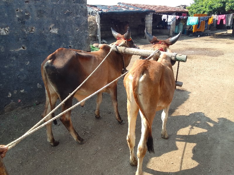 ગામ શિવા