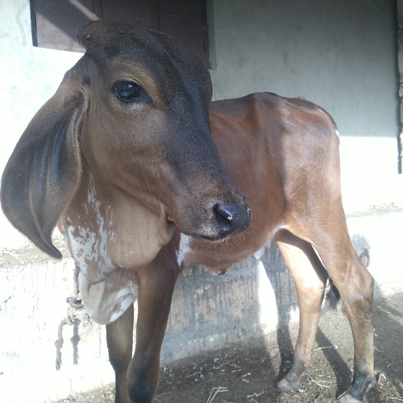 આ વાછરડી વેચવાન...