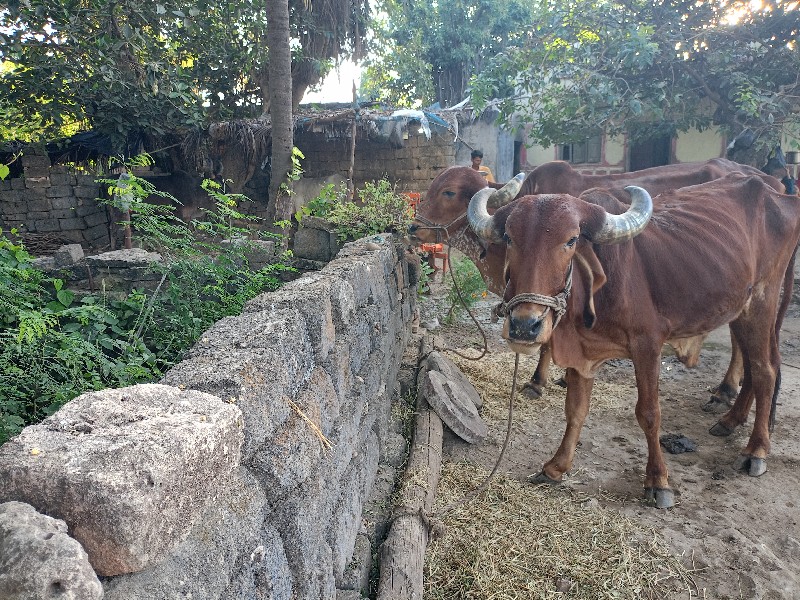 બળદ વેચવાના છે