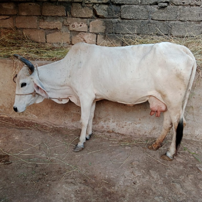 ગાય વેચવાની છે