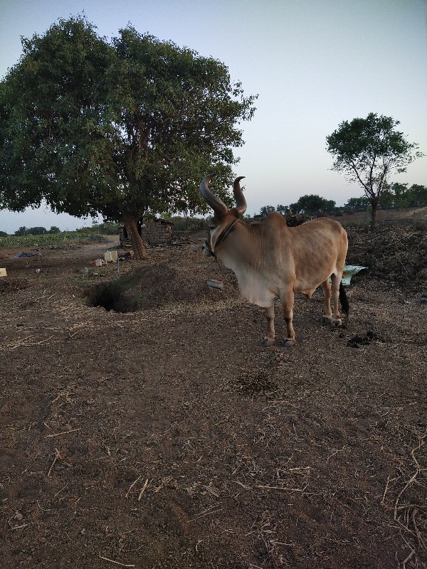 બળદ વેચવા નો છે