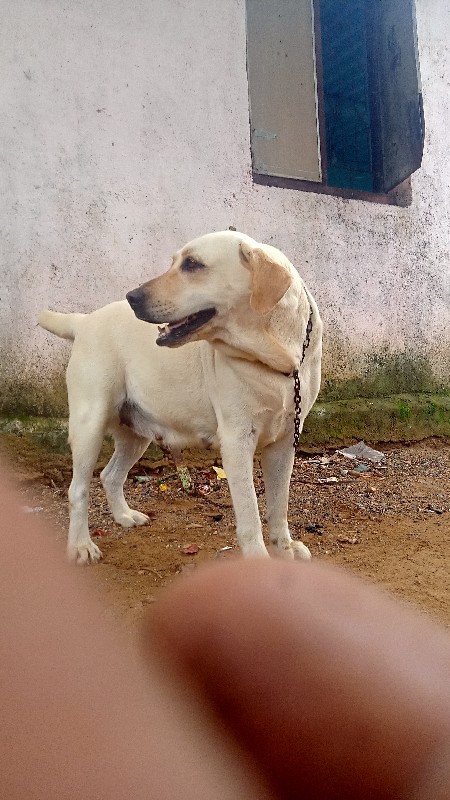 કુતરી વેચવાની છ...