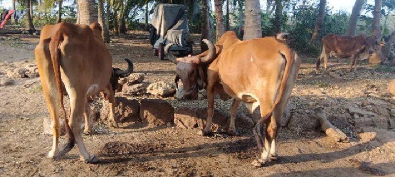 કિંમત આવ્યા પછી