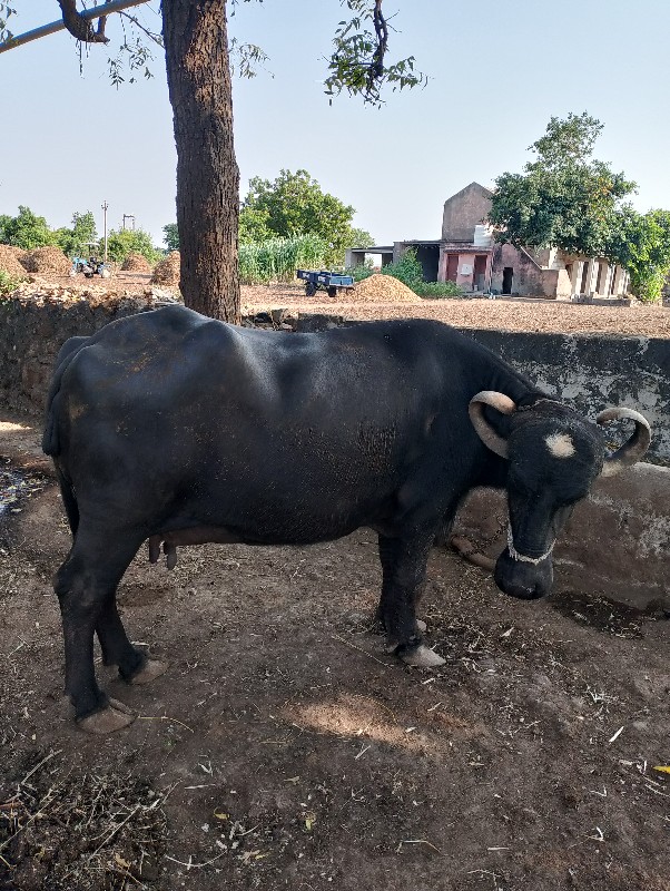 ભેંસ વેચવાની છે