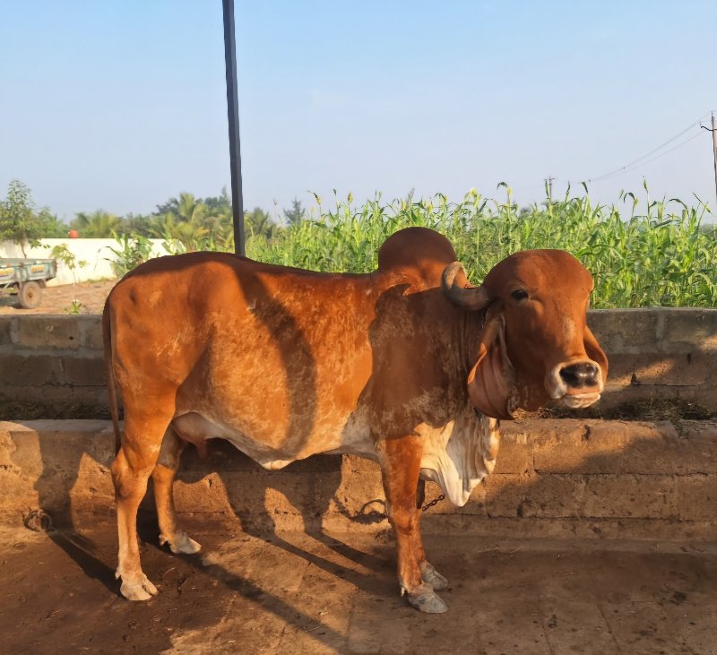 ગાય વેચવાની છે.