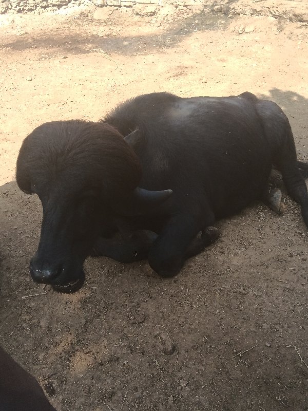 પાડો વેચવાનો છે