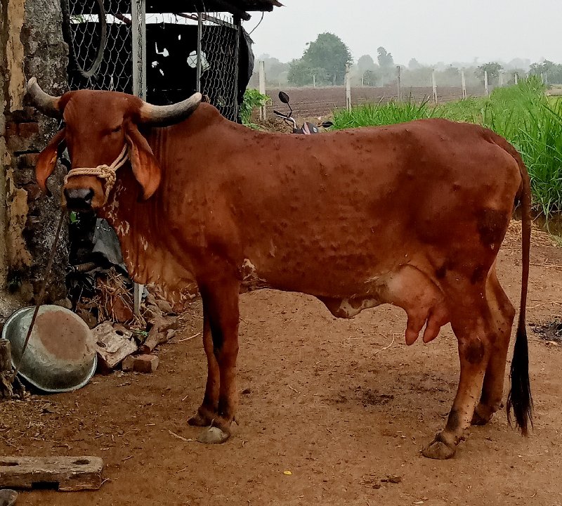 ગાય વહેંચવાની છ...