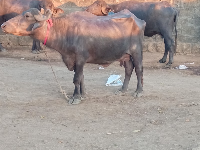 ભેસ વેસવાની છે...