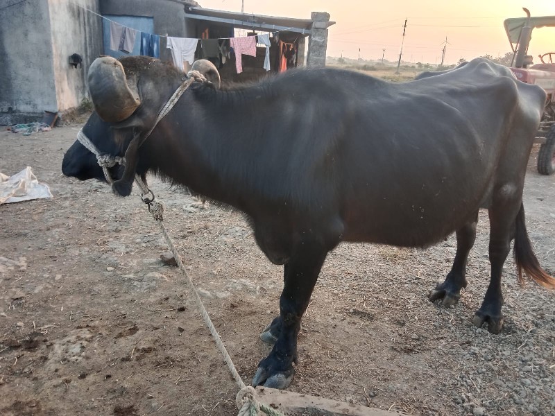 ભેસ‌ વેચવાની છે