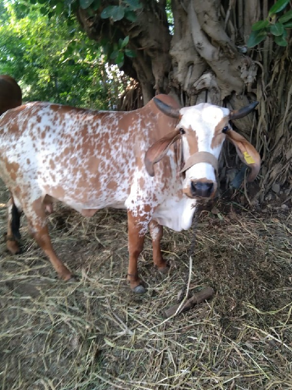 ગાય ના સાટા કરવ...