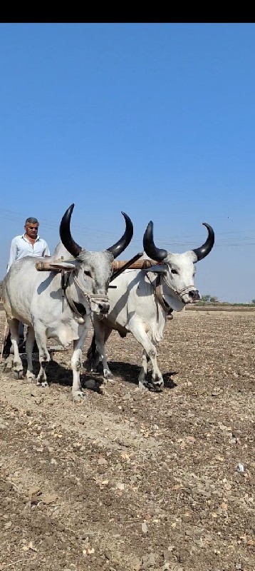 બળદ વેચવાના છે...