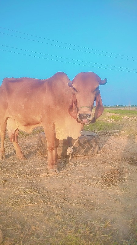 આ બે ગાય વેસવાન...