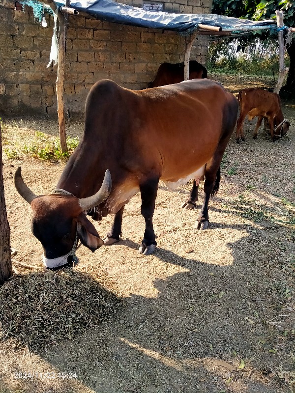 ગાય વેચવાની છે