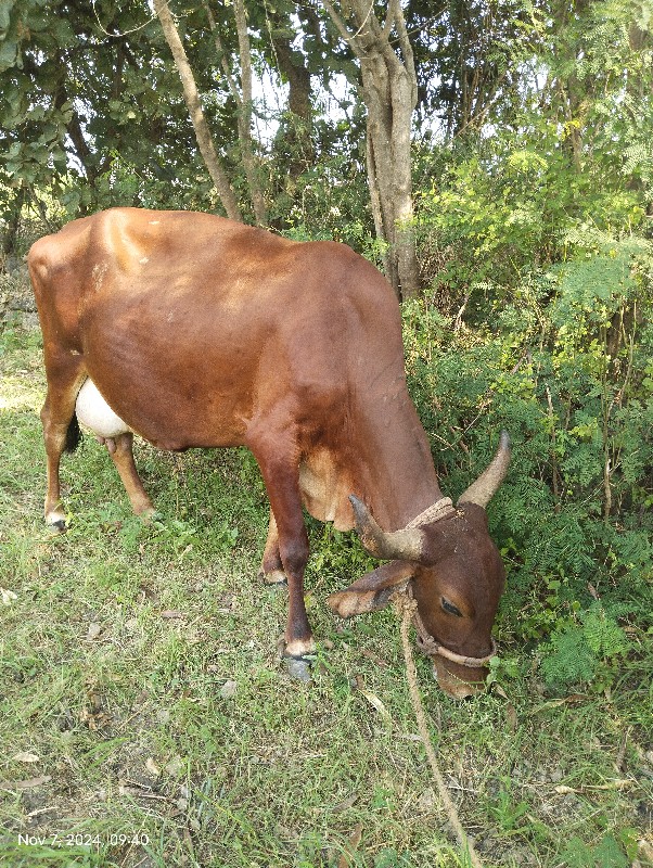 જર્શી ગાય વેચવા...