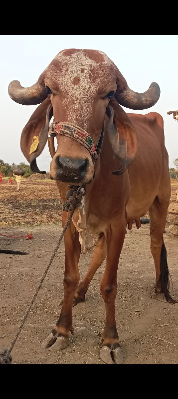 ગાય નાના મોટા...