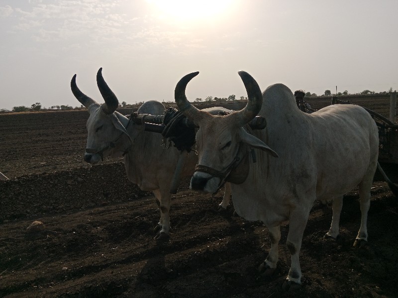 બળદ વેચવા ના છે