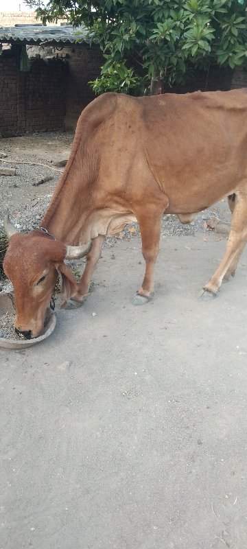 ગાય વેચવાની છે