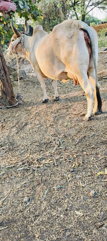 ગાય વેચવાની છે