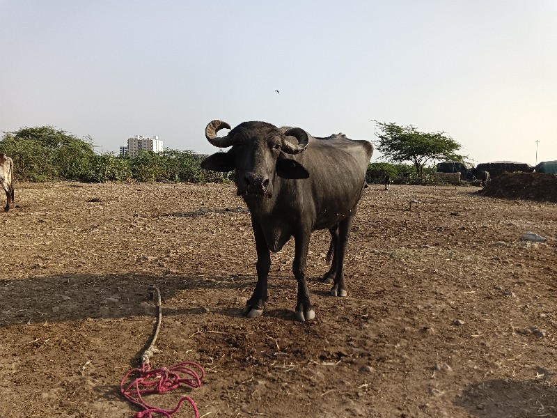 ભેંસ વેચવાની છે