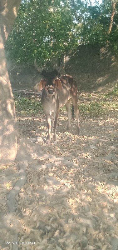 સાગર સોલંકી ઉપલ...