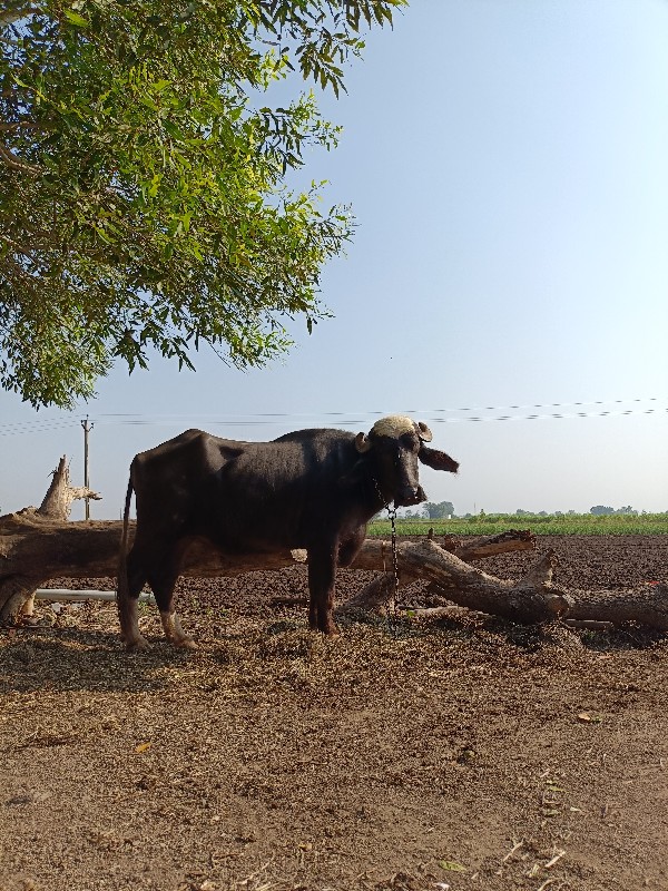 નવસાદરી ખડેલી વ...