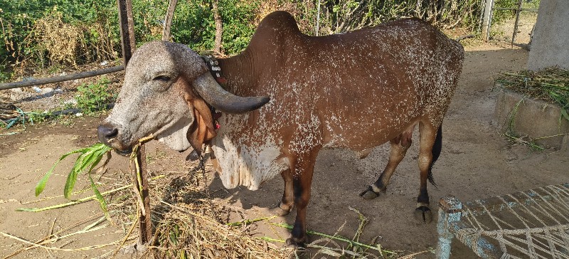 ગીર ગાય વેચવાની...