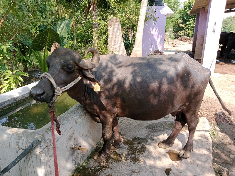 ભેંસ વેચાવ છે