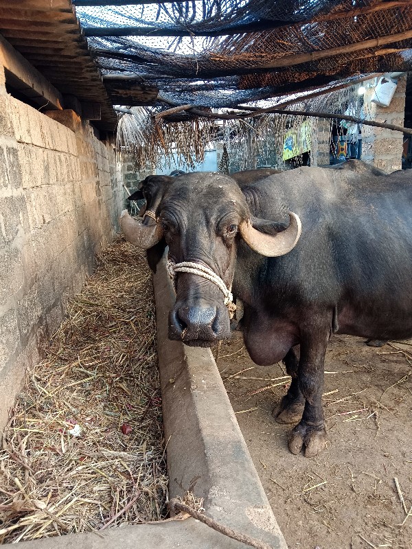 ભેંસ  વેચવાની છ...