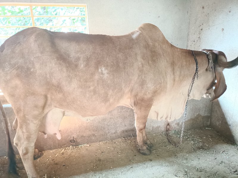 gir cow