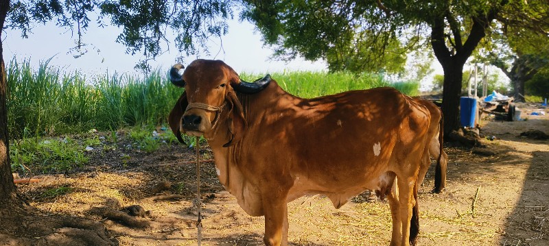 ગાય વેચવાની છે.