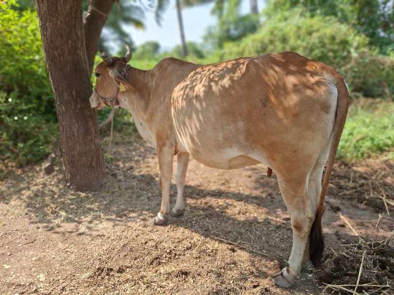 ગાય વેચવાની છે.