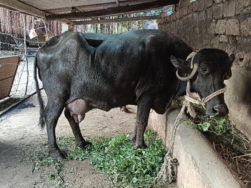 ભેંસ વેસ્વાની સ...