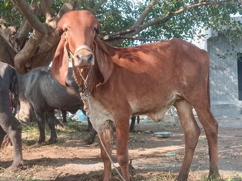 હોડકી.દેવાનિછે