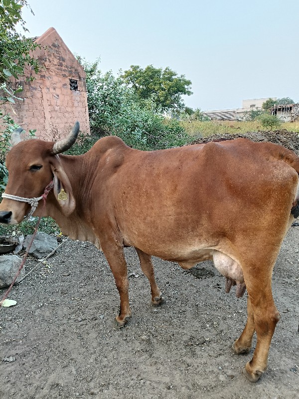 ગાય વેચવાની છે