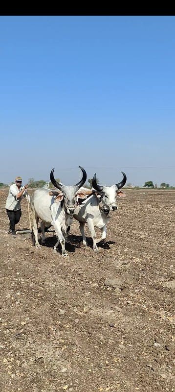 બળદ વેચવાના છે...