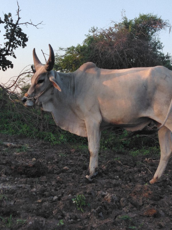 ગોઢલો વેચવાનો છ...