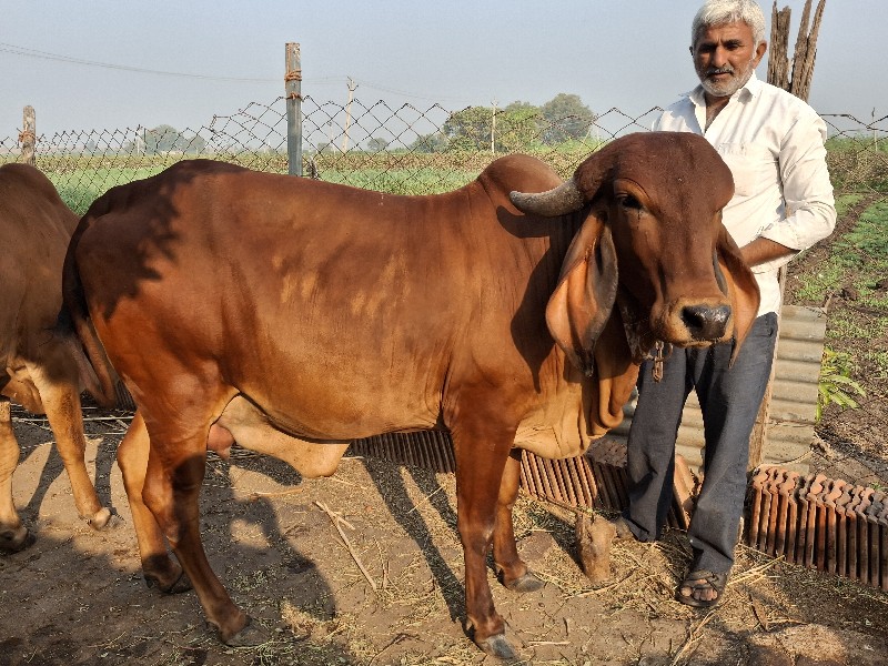 ગાય